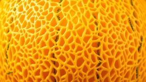 Close-up of cantaloupe netting texture showing golden-tan raised pattern across entire surface, professional product photography lighting, shallow depth of field