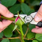Close-up of hands using bypass pruners cutting a rose cane at 45-degree angle above an outward-facing bud eye, showing proper pruning technique with sharp green stems visible